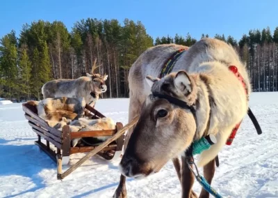 Opastettu retki Oulusta Jussilan porotilalle Iihin